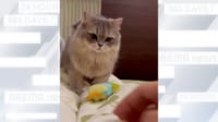 【映像】取ってこい遊びを習得した猫