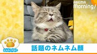 【映像】口を三角にして目をシパシパ… 1歳猫の“おじいちゃんのようなウトウト顔” 