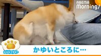 短足コーギーがかゆいところかくも...永遠に届かない様子に飼い主「微笑ましい」