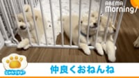 【映像】鼻を柵に突っ込みながら眠る生後46日目の柴犬3姉妹