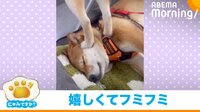 【映像】顔を踏まれても気にせず二度寝する兄犬