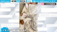 【映像】赤ちゃんに寄り添って幸せそうな子猫