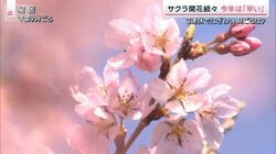 10mの巨木が突然倒木も お花見名所を襲う“老木化” 景観と安全どう守る？