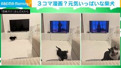 生後4カ月の豆柴が大爆走！室内で遊ぶ“元気すぎる姿”が話題