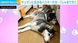 「正直、じゃまです（笑）」キッチンを占領するハスキー2匹に「『お気になさらず』と言いたげな目」「ジャマすれば、かまってもらえるもん！」など反響