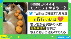 これぞ”鏡餅わんこ”!? みかんを乗せられた柴犬の写真が「かわいい」とSNSで大反響