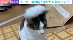 「見ない・追わない・遊ばない!?」 オモチャを目の前にして“完全無視”する猫のツンデレぶりに「見事なガン無視」「気まぐれで可愛い」など反響