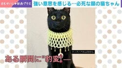 豹変ぶりに驚き…おとなしい猫が見せた野性味あふれる姿に「浮世絵とかの化け猫感ある」と反響