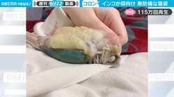 「知らずに見たらドキッとする」インコの寝姿に驚き 「飼い主への信頼の証」との反響も