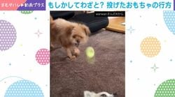 「おもちゃが届かない」…雑に投げたら“大好きな兄”も頭を直撃!?→まさかの“被害者”誕生に「巻き込まれチワワ可愛すぎ」「無駄な瞬間が一切ない」と反響