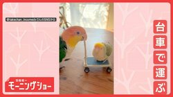 新競技！？　台車を押してスイ～　インコを運ぶインコ・ペア　なぜ運んでる？
