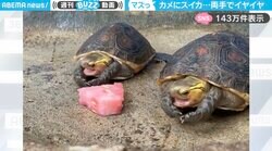 「マズっ！」スイカを食べたカメ2匹のリアクションがシンクロする動画に「すごい不味そうにしてるw」と話題