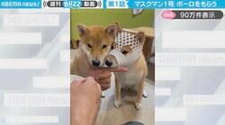 「謎のマスクマンだ」フルーツキャップ被り、おやつを食べる柴犬に「かわいい！素直に被ってるのすごい」「シバイヌドマスク」と反響
