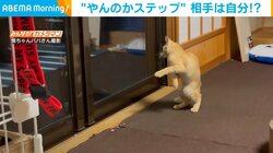 生後6カ月の猫が初めてのガラスに映る自分に“興奮” 勘違いで大暴れする姿に飼い主ほっこり