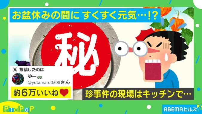 お盆休みにすくすく成長！キッチンで起きた “珍事件” に「生命の強さを感じますね」「シンクで発芽!?」の声 1枚目