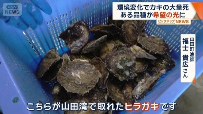山田湾でとれたヒラガキ