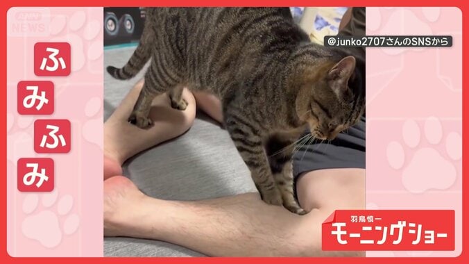 「延長するニャ？」職人技！一心不乱に両脚連打するネコちゃん　マッサージしてるの？ 1枚目
