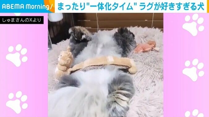 ペキニーズの朱鞠くん