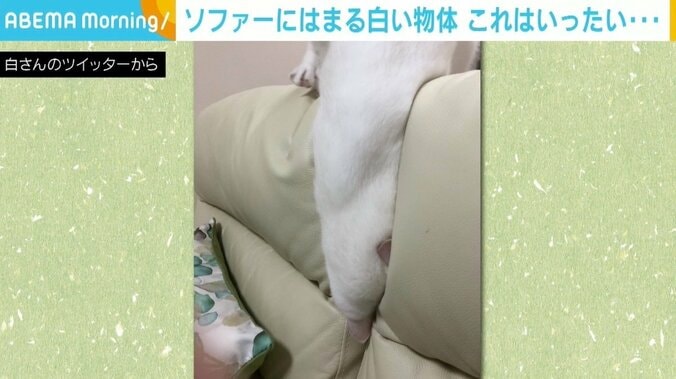 「やばい写真撮れた…」ソファにはまる“白い物体”に「こんな猫いない」「流体」 1枚目