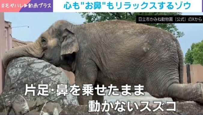 アジアゾウのスズコちゃん