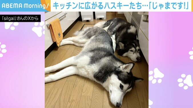 ハスキーのシルバちゃんとガルくん