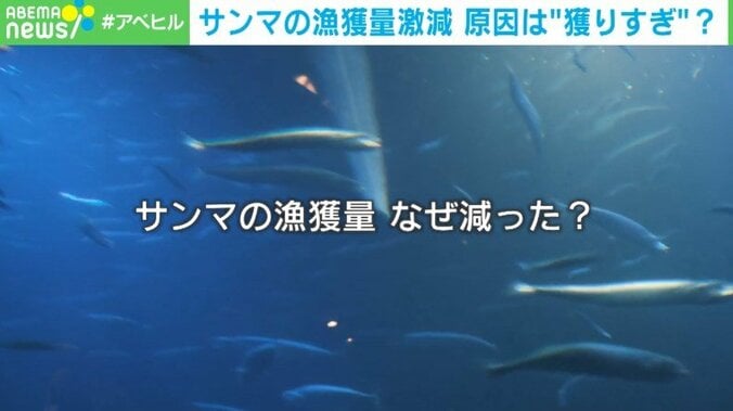 漁獲量激減の原因は“各国の獲りすぎ”!? サンマの資源数減少に警告の声「科学的根拠に基づく“漁獲枠”の割り当てを」 1枚目