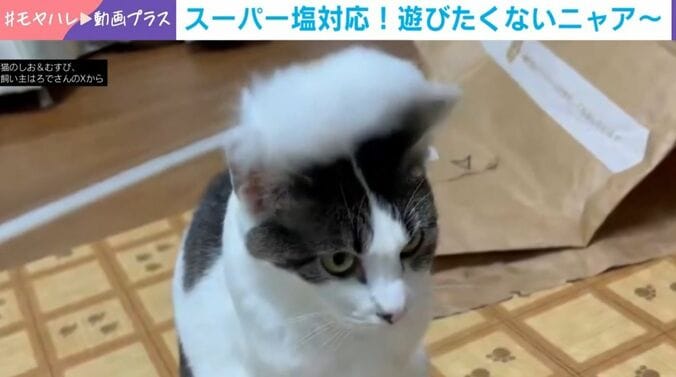“スーパー塩対応”の猫
