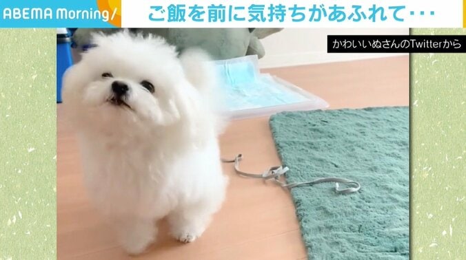 ごはんを前に足が“スタスタ” 「我慢できない」気持ちがあふれる犬に反響 1枚目