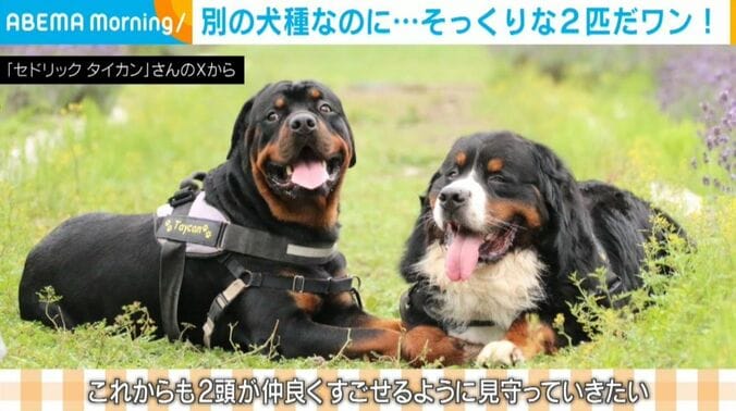 セドリックくんとタイカンくん