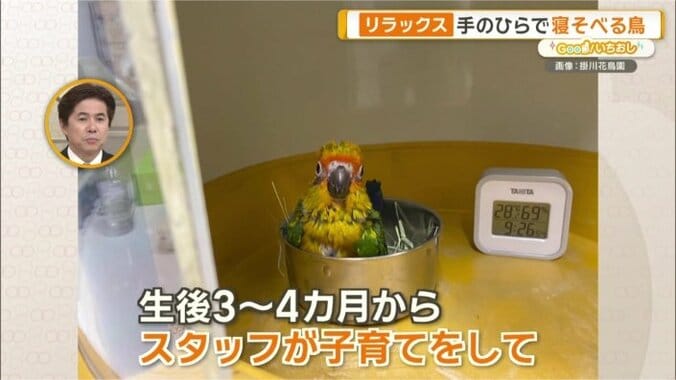 ピスタチオ君