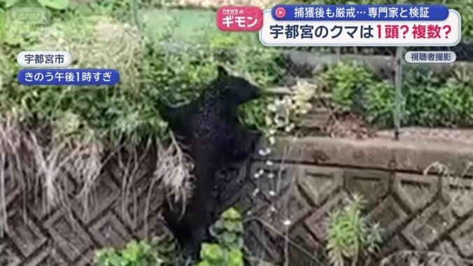 顔を振って確認するクマ
