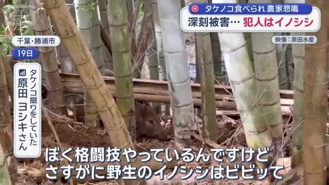 イノシシと遭遇