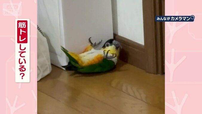 筋トレしてる？