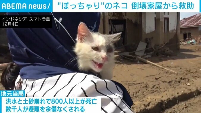 飼い主に抱っこされ鳴く「エンブル」