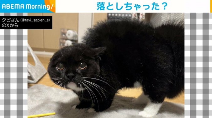 マンチカンのタビくん（生後5カ月）