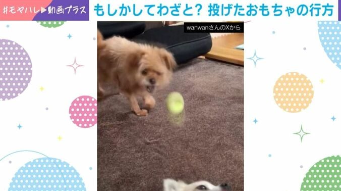 ぽむきちくん