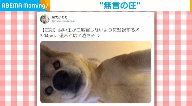 “監視”スタートは午前3時から？ 毎日のように飼い主の寝顔を覗き込んでくる柴犬 絶対に二度寝できない“無言の圧”に飼い主「泣きそう」 1枚目