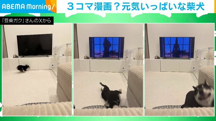 生後4カ月の豆柴のガクくん