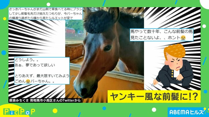 「どうしよう、やってしまった」 一体、何があった?馬の前髪の毛先だけ揃えたつもりが大変なことになった