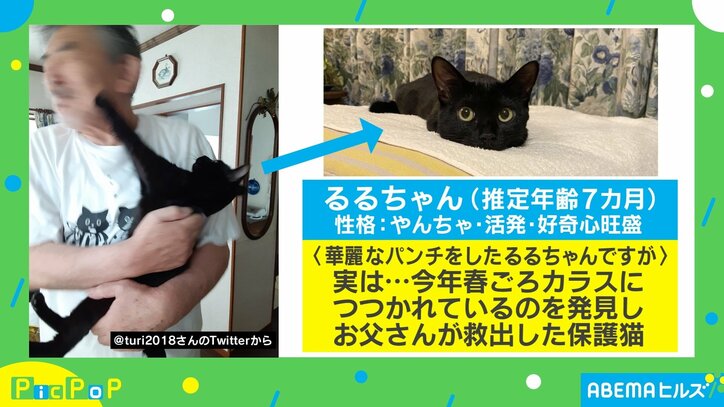 猫パンチが親父に炸裂！躍動感伝わる写真がTwitterで大反響 投稿主「普段は仲良くいちゃついている」