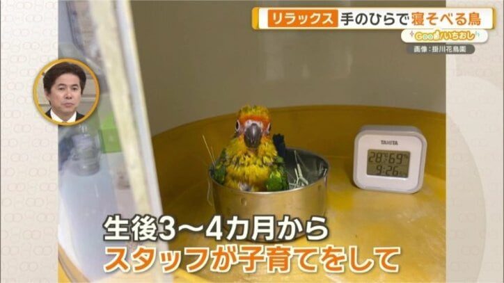 ピスタチオ君