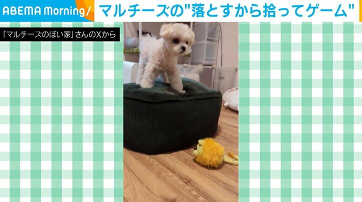 マルチーズのるうぼいくん（2歳）
