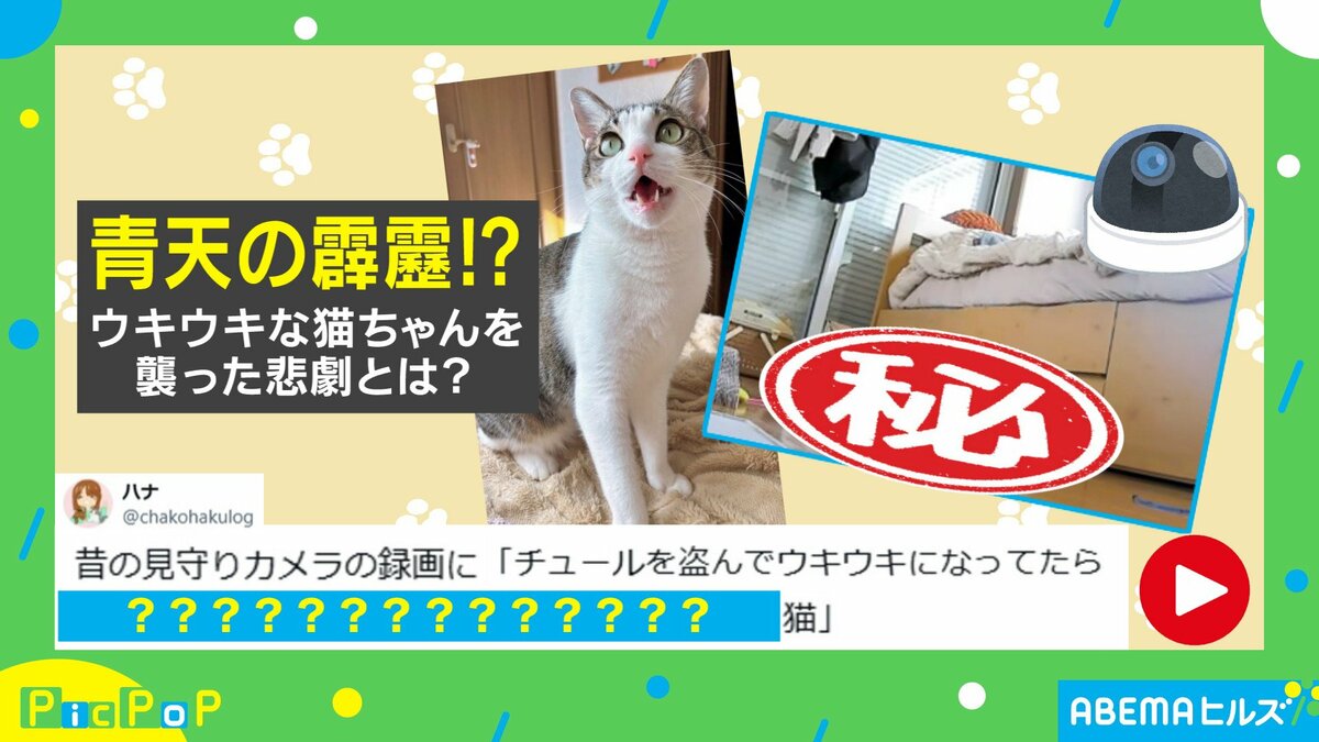 見守りカメラが捉えた猫の“悲劇”に反響続々「まるでコントのような動画
