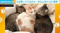 なぜ割って入るの？甘えん坊ネコの“暴挙”に「だってあったかいんだもん」「不満げな両サイドが可愛いw」など反響