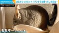 まるでコックピット！掃除機と“一体化”したチンチラの姿に飼い主「バカワイイなぁの一言」