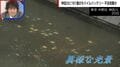 神田川に広がる“異様な光景”…161個のモバイルバッテリーが大量投棄 「チャージスポット」運営会社が借り主調査へ