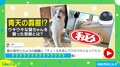 見守りカメラが捉えた猫の“悲劇”に反響続々「まるでコントのような動画!可愛い!」「まだ諦めてないのがたまらない」