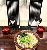 藤あや子『昨日の晩ごはん』