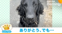 【映像】愛犬とのボール投げで起きたまさかの事態
