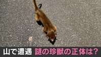 【映像】珍獣との遭遇を収めた一部始終